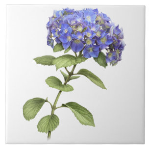 Carreau Fleur d'hortensia bleu, art botanique