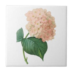 Carreau Fleur d'Hortensia rose vintage par Redoute