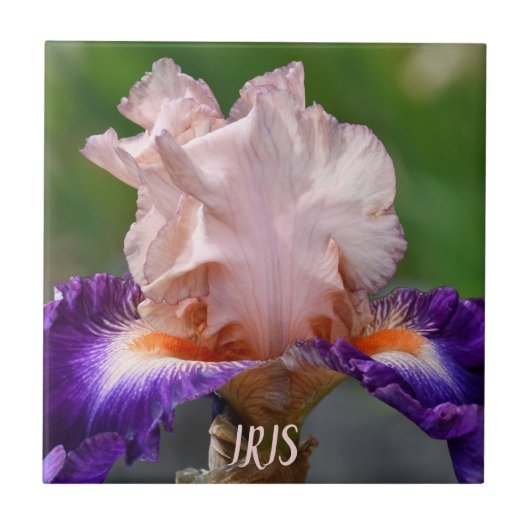 Carreau Fleur d'Iris rose et pourpre (Devant)