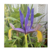 Carreau Fleur d'Iris violet extérieur Jardin Nature Photo (Devant)