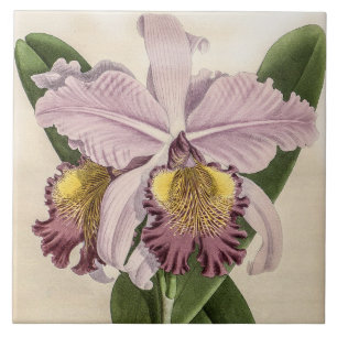 Carreau Fleur d'orchidée Cattleya Hardyana vintage