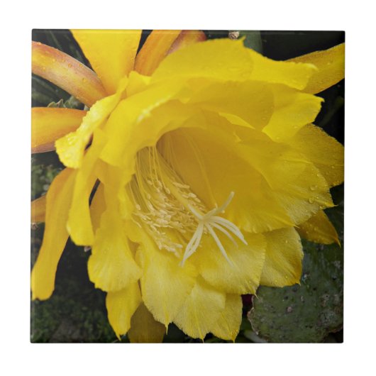 Carreau Fleur d'orchidée jaune Cactus (Devant)