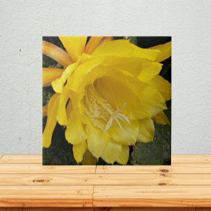 Carreau Fleur d'orchidée jaune Cactus