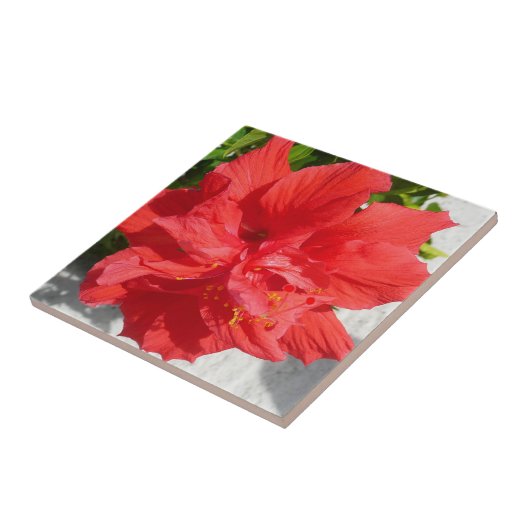 Carreau Fleur double hibiscus rouge (Côté)