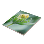 Carreau Fleur D'Ouverture De La Fleur De Cône (Côté)