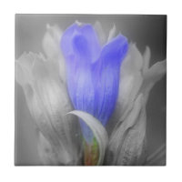 Fleur Gentienne Bleue En Noir Et Blanc