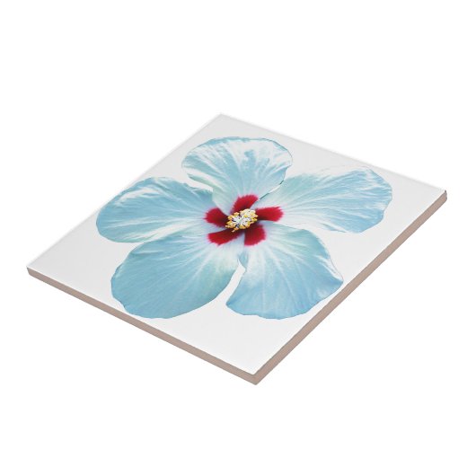 Carreau Fleur hawaïenne de ketmie (Côté)