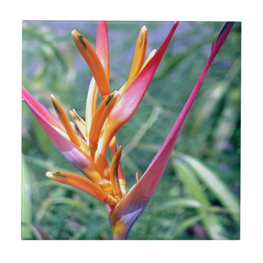 Carreau Fleur Heliconia améliorée (Devant)