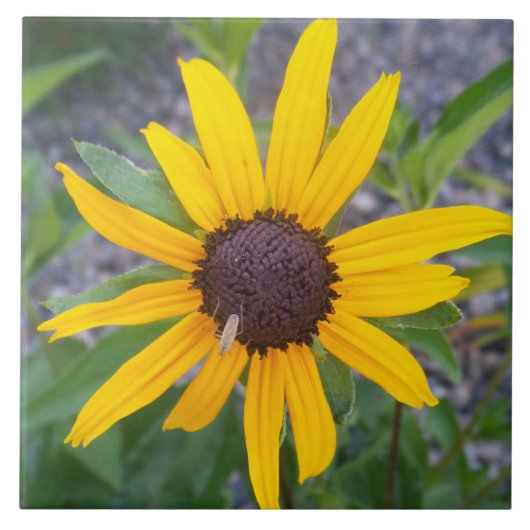 Carreau Fleur jaune (Devant)