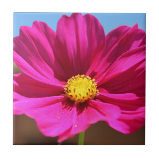Carreau Fleur magenta (Devant)