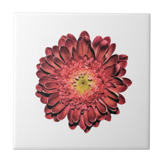 Carreau Fleur marguerite rouge (Devant)