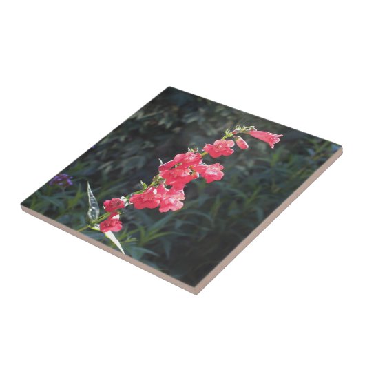 Carreau Fleur rose ensoleillée de Penstemon (Côté)