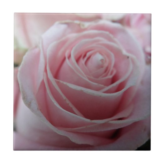 Carreau Fleur Rose mignonne (Devant)
