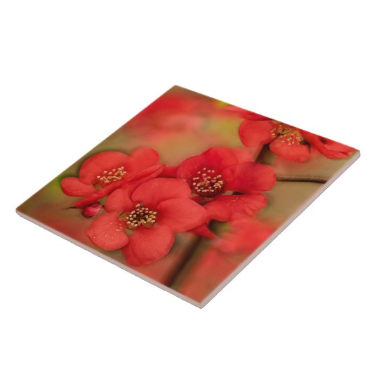 Carreau Fleur rouge de coing (Côté)