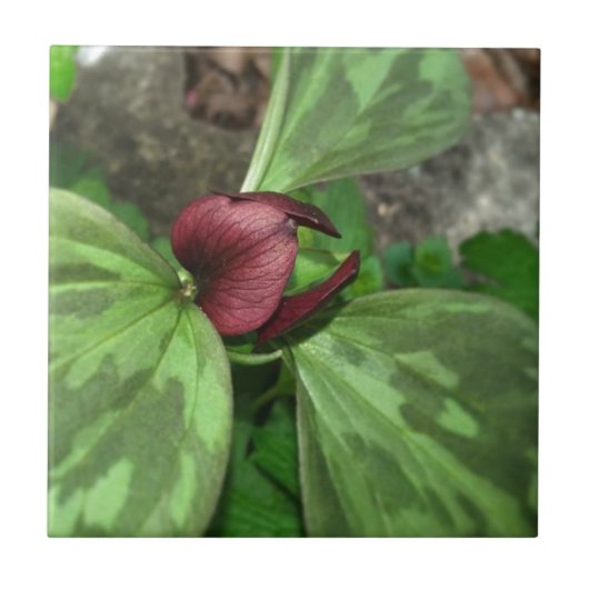 Carreau Fleur sauvage (Devant)