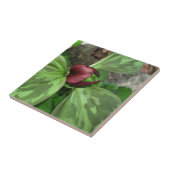 Carreau Fleur sauvage (Côté)