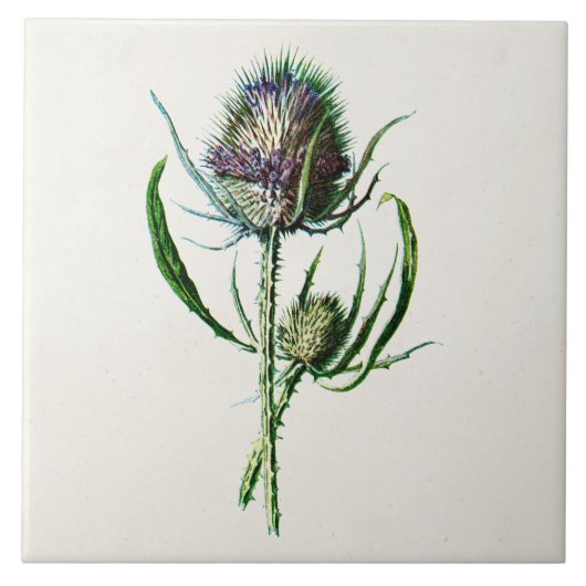 Carreau Fleur sauvage de vieux chardon écossais du cru (Devant)