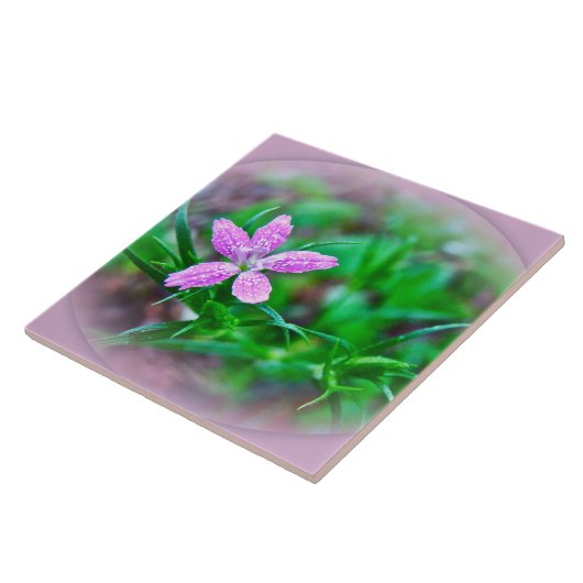 Carreau Fleur sauvage Deptford Pink (Côté)