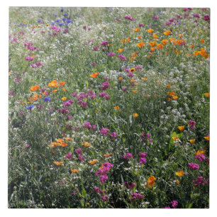 Carreau fleur sauvage grand 6" x 6"