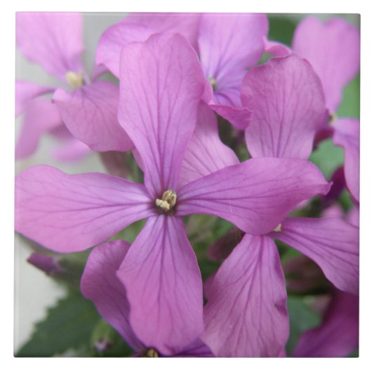 Carreau Fleur sauvage violet (Devant)