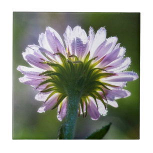 Carreau Fleur sauvage violette rétro-éclairée avec gouttes