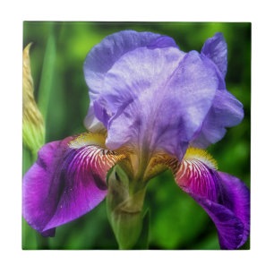 Carreau Fleur violet bleu jaune Iris