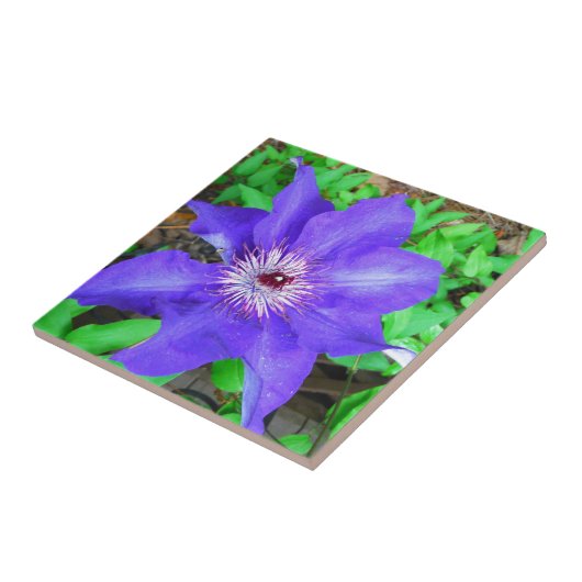 Carreau Fleur violette Clematis (Côté)