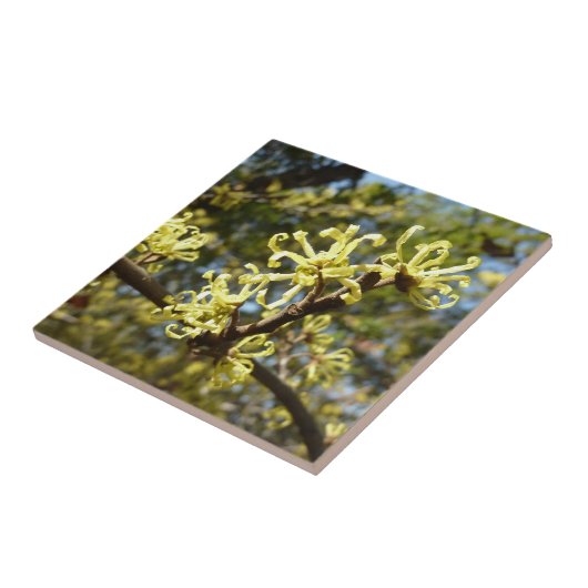 Carreau Fleurs à puces de sorcière (Côté)