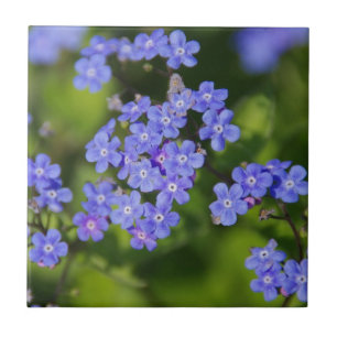 Carreau Fleurs Bleues Floraisons Destin Paix Amour Parc Vi