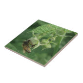 Carreau Fleurs d'abeilles et de framboises (Côté)