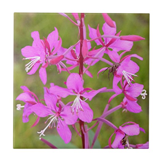 Carreau Fleurs d'Alaska roses de Fireweed en fleur (Devant)