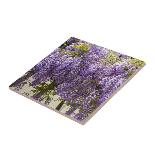 Carreau Fleurs de bisteria violet (Côté)