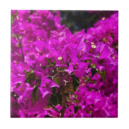 Carreau Fleurs de bougainvillée violette (Devant)