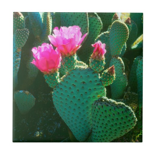Carreau Fleurs de cactus à bec (Devant)