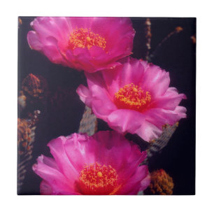 Carreau Fleurs de Cactus Beavertail 2