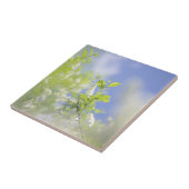 Carreau Fleurs de cerisier d'oiseaux Sky (Côté)