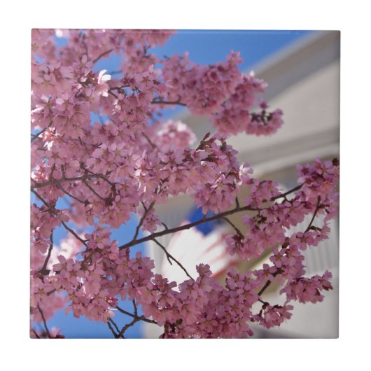 Carreau Fleurs de cerisier Sakura Americana (Devant)