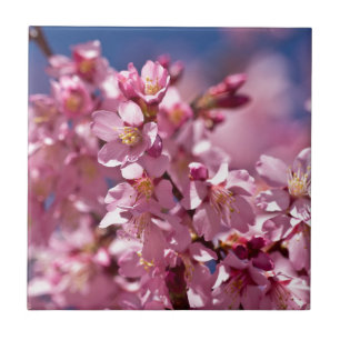 Carreau Fleurs de cerisier Sakura embrassées par la lumièr