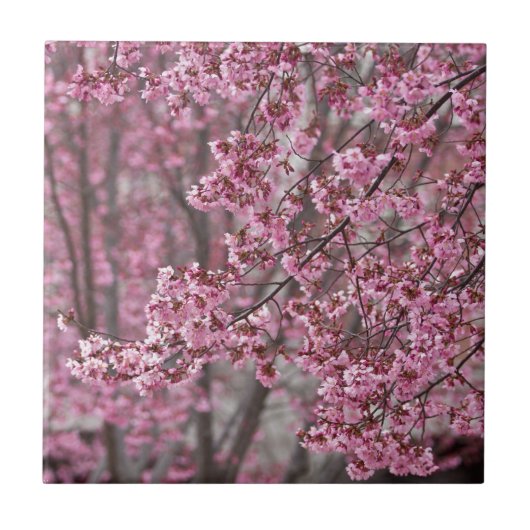 Carreau Fleurs de cerisier Sakura rose flottant (Devant)