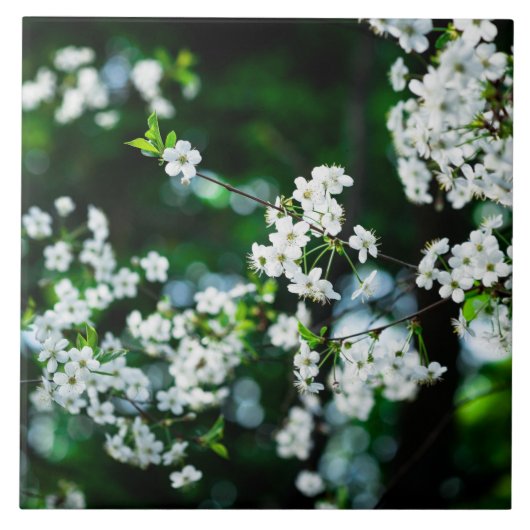 Carreau Fleurs de cerisiers blancs Feuilles verts (Devant)