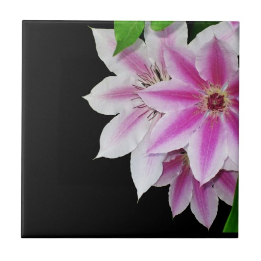 Carreau Fleurs de clématite roses et blanches (Devant)