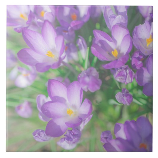 Carreau Fleurs de Crocus Fleuris de Teinte Mauve Pâle de l (Devant)