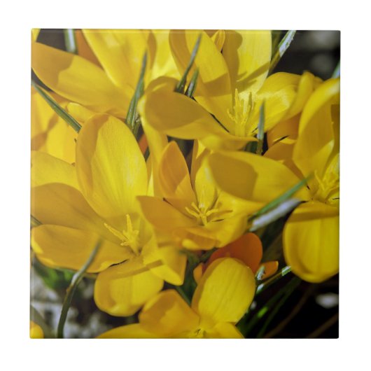 Carreau Fleurs de Crocus Jaune (Devant)