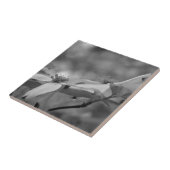 Carreau Fleurs De Dogwood En Noir Et Blanc (Côté)