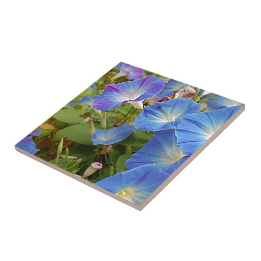 Carreau Fleurs de gloire du matin (Côté)