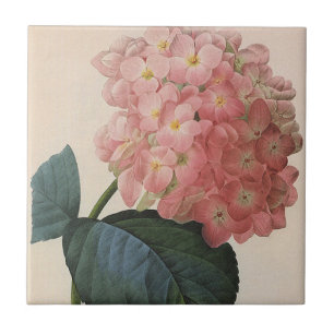 Carreau Fleurs de jardin vintage, hortensia à fleurs roses