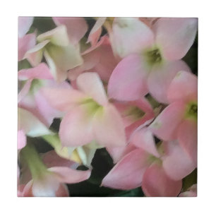 Carreau Fleurs de Kalanchoe