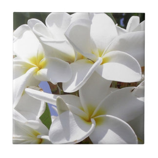 Carreau Fleurs de la Plumeria tropicale