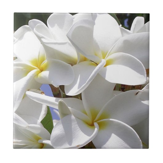Carreau Fleurs de la Plumeria tropicale (Devant)