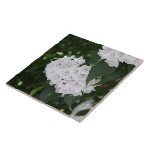 Carreau Fleurs de laurier de montagne blanc